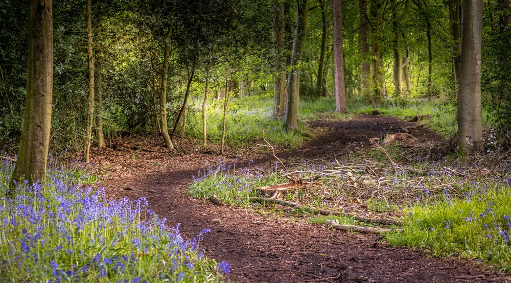 The area surrounding 1 Bagden Farm Cottage, Surrey (photo 2) at 1 Bagden Farm Cottage in Dorking, Surrey