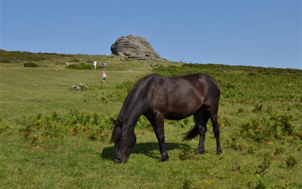 A Dartmoor pony with Haytor behind at 1 Freelands Cottage in Manaton