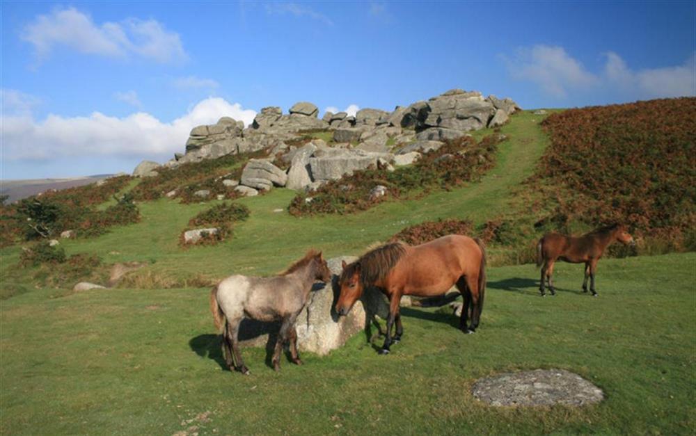Dartmoor ponies at 1 Freelands Cottage in Manaton