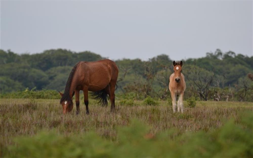 New Forest Ponies across the moorland at 1 Heath View in East End
