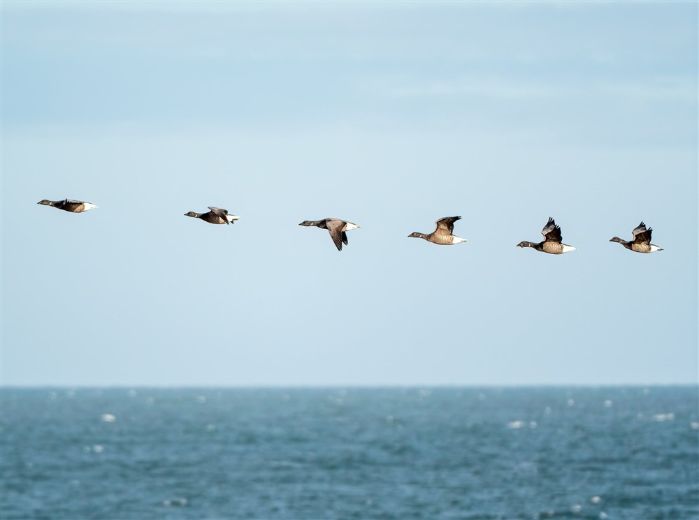 Line of brent geese in flight at 1 Horsey Barns in Horsey, Norfolk
