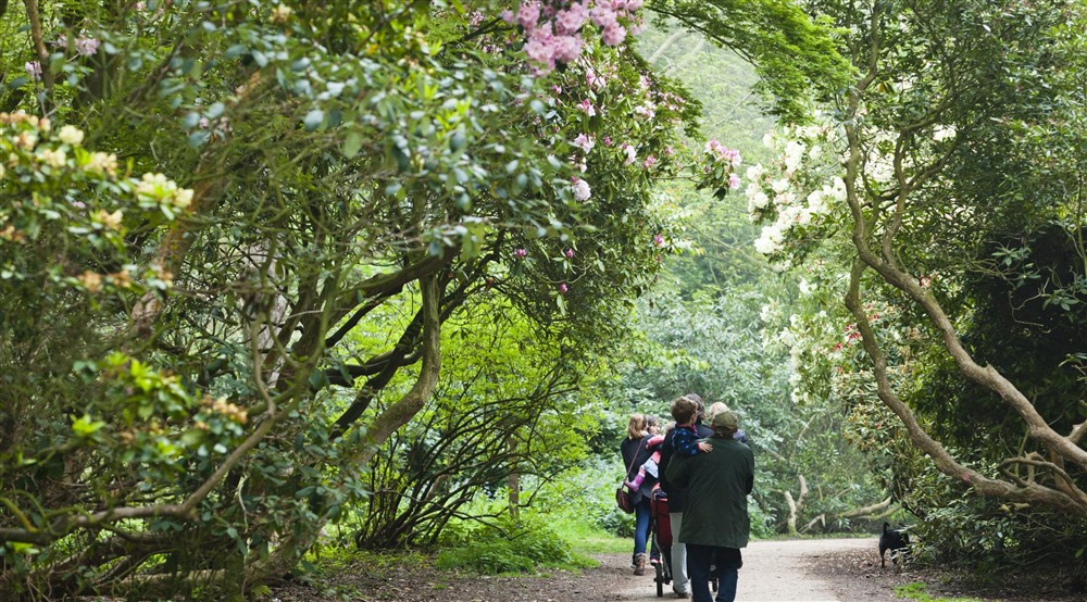 The backs of a family walking through Sheringham Park, underneath the boughs of white and pink blooming rhododendrons. at 1 Horsey Barns in Horsey, Norfolk