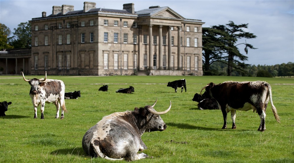 Cattle in the parkland near the Mansion