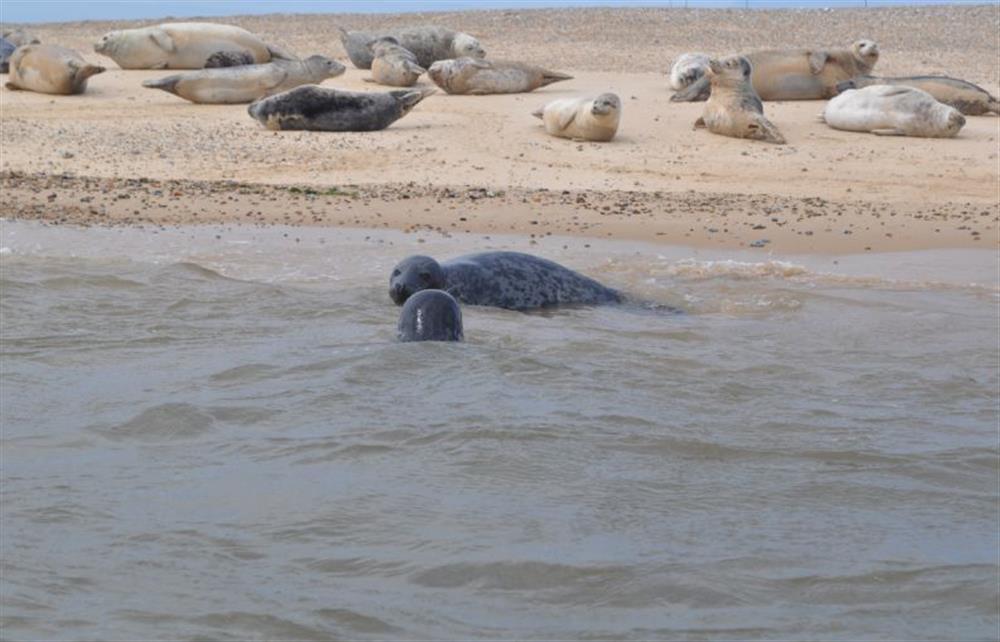 Take a boat trip out to Blakeney Point to see the seals  at 1 Railway Cottages, Holt