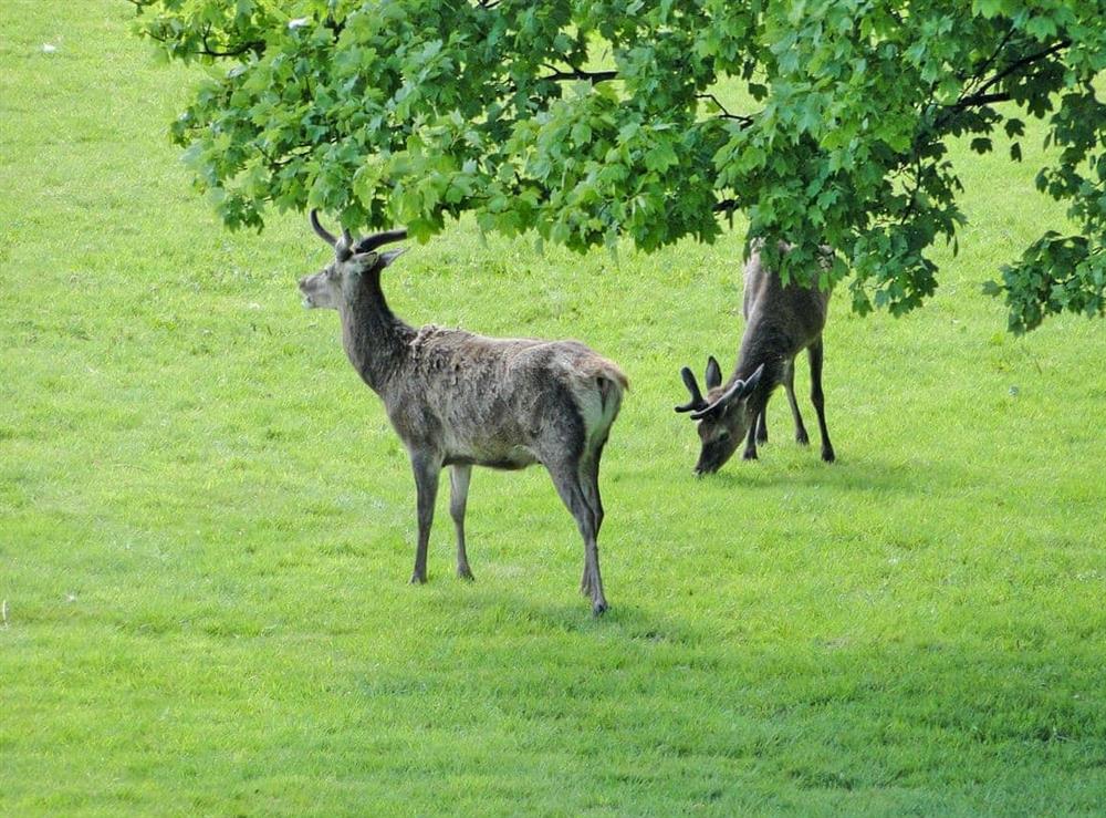 Wonderful wildlife (photo 4) at 1 The Knoll in Ambleside, Cumbria