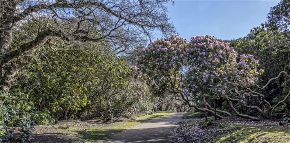 Sheringham Park is famed for its stunning rhododendron display each Spring at 12 Station Road, Holt