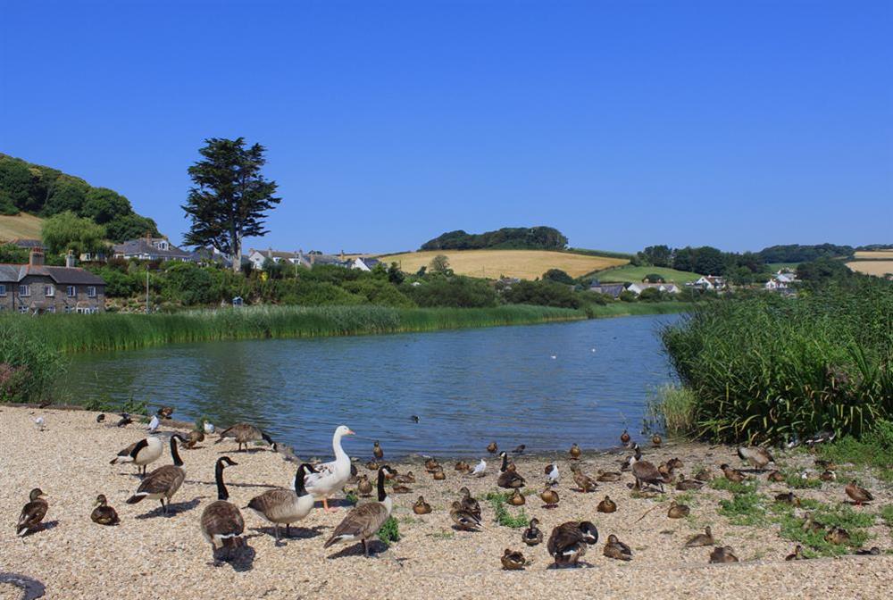 The 'famous' ducks of Torcross and Slapton Ley at 15 At The Beach in , Torcross