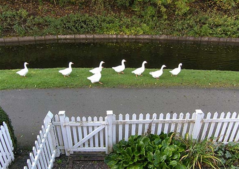 Enjoy the garden at 2 Aqueduct Cottages, Chirk Bank near Chirk