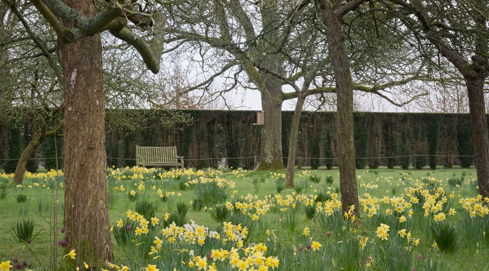 A bench overlooking trees and a field of daffodils in the grounds at 3 Lytes Cottage in Somerton, Somerset