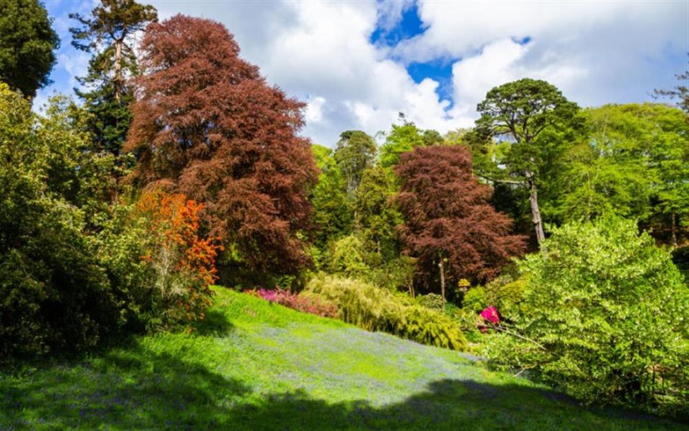 Trebah Garden is within walking distance - beautiful sub-tropical trees, plants and shrubs. There's a cafe for lunch and also a gift shop for souvenirs to take home. at 3 The Boat House in Helford Passage