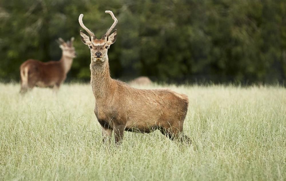 Red deer live and graze at the top of the hill