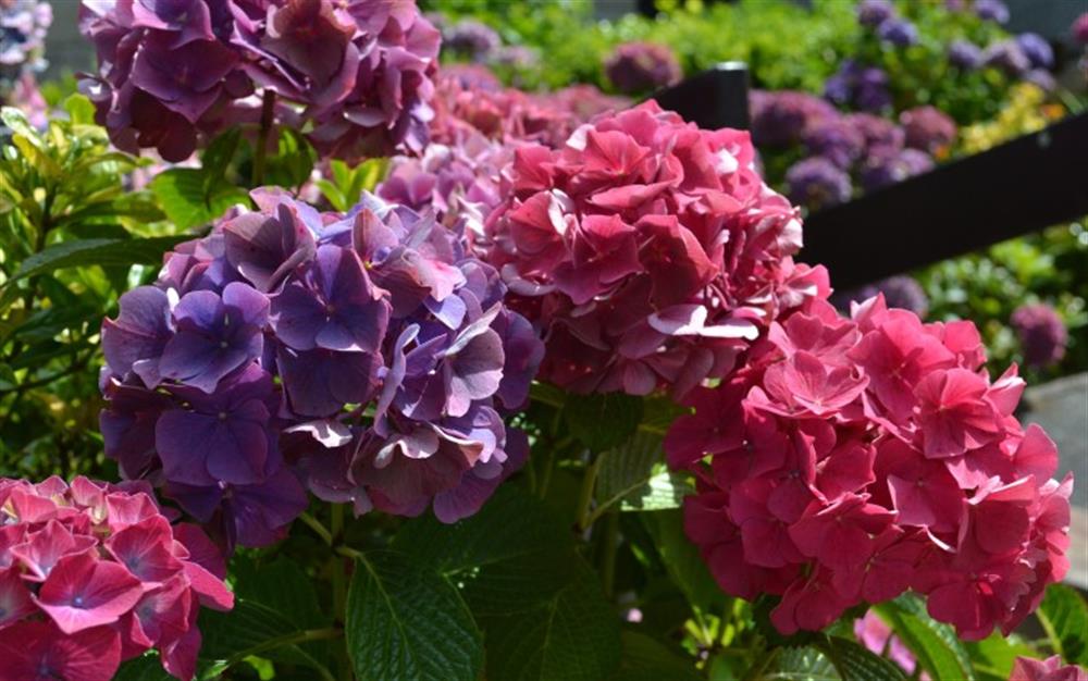 Beautiful Hydrangea bushes are dotted around the Estate.  at 62 Lower Maen Cottage in Maenporth
