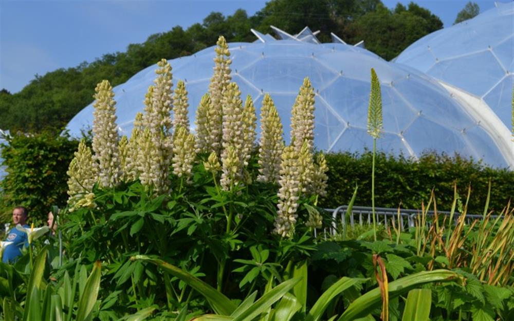 The must-see Eden Project is just under an hour by car.