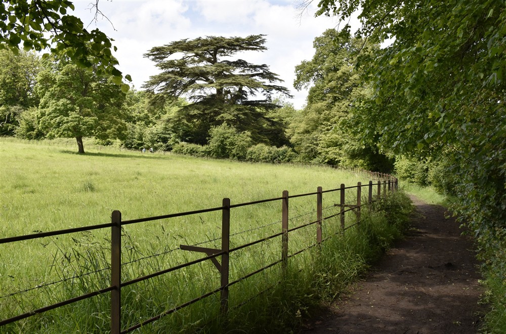 View over green woodland pasture on an estate walk at 9 Arlington Row in Cirencester, Gloucestershire