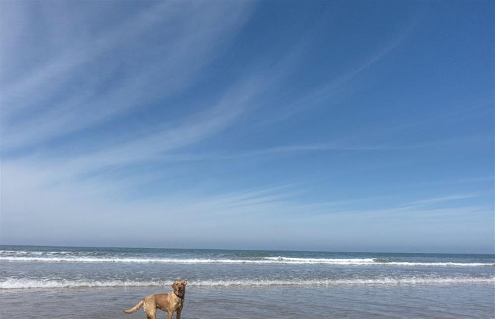 Dogs also love the beach at Holkham! at Acorn Cottage, Tattersett near Kings Lynn