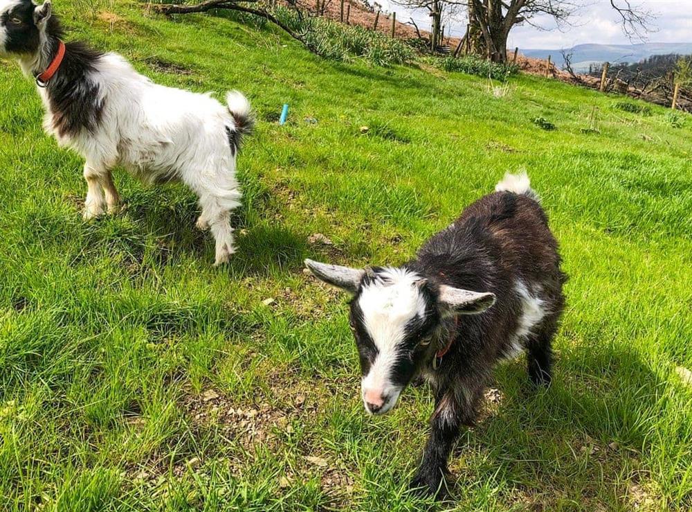 Edith and Lester, neighbouring Pygmy goats