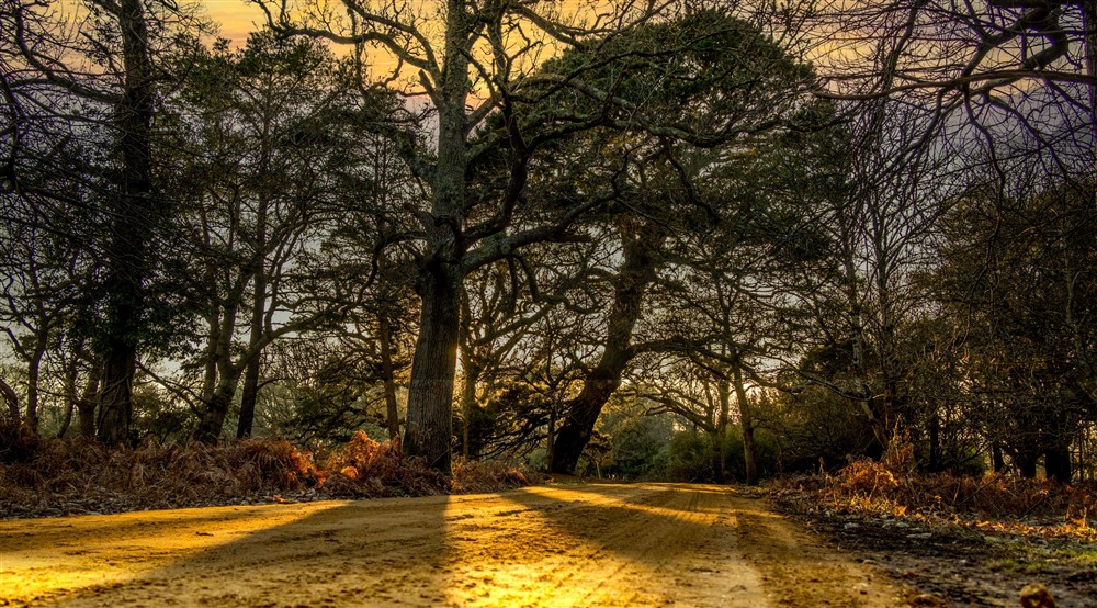 The area surrounding Agents House, Dorset (photo 3) at Agent's House in Poole, Dorset