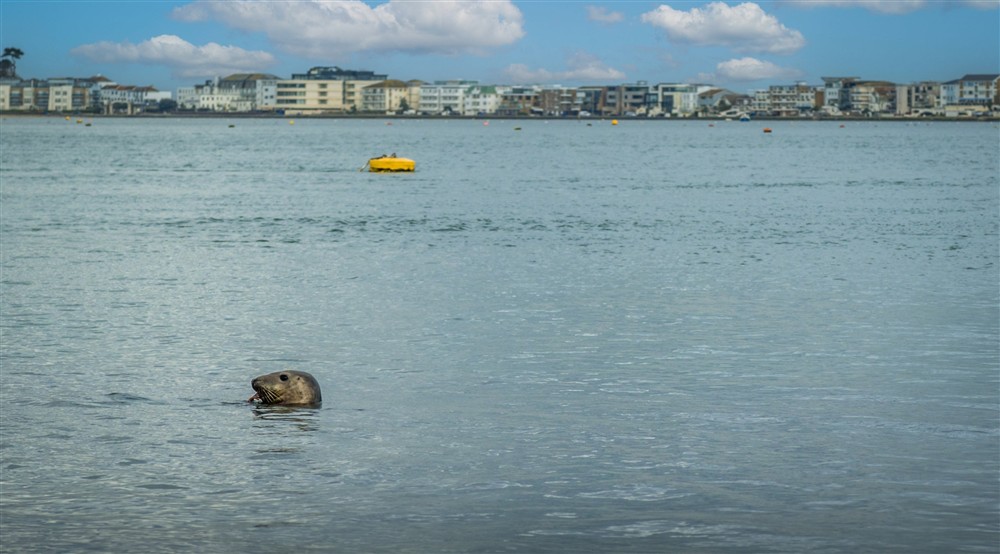 The area surrounding Agents House, Dorset at Agent's House in Poole, Dorset