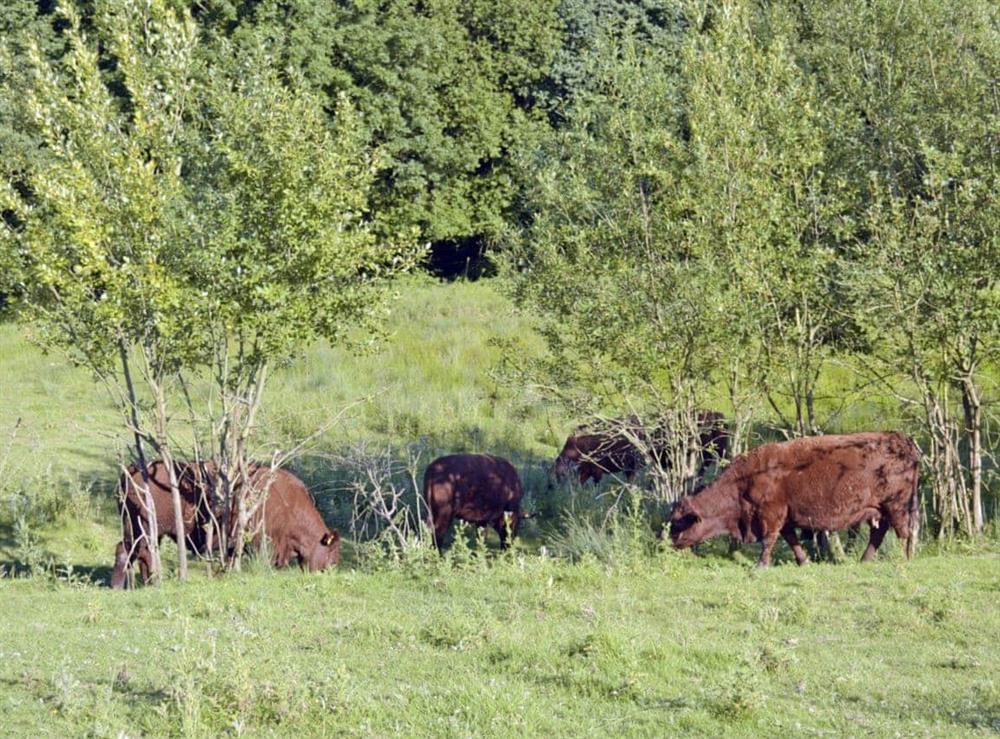 Farm animals (photo 2) at Cox Cottage, 