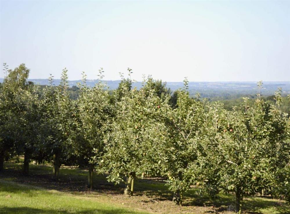 Orchard at Cox Cottage, 