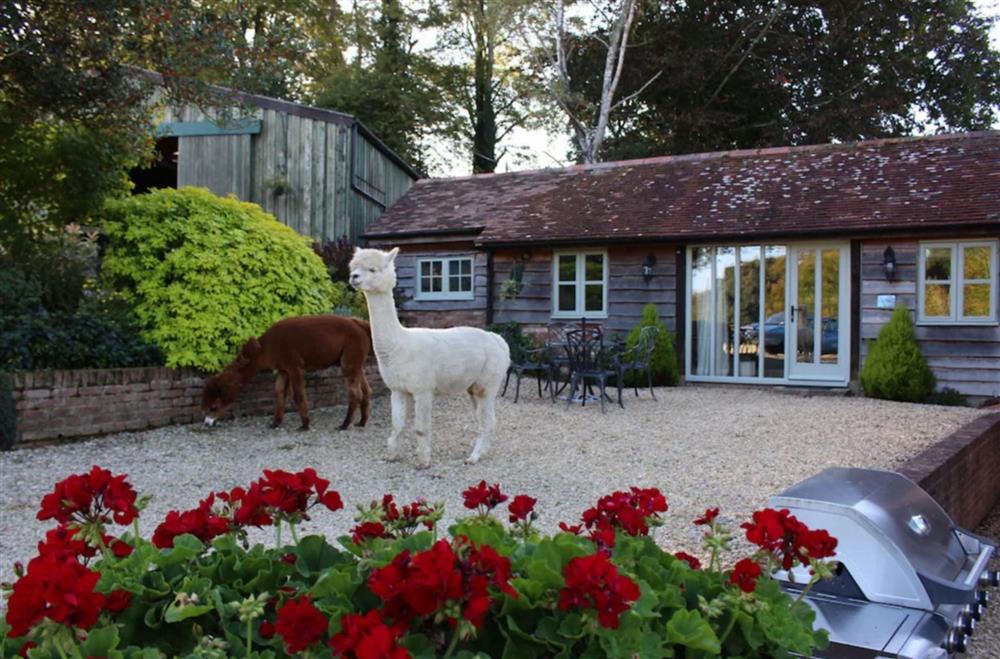 The alpacas neighbours popping by to say hello at Alpaca Cottage, Dorchester