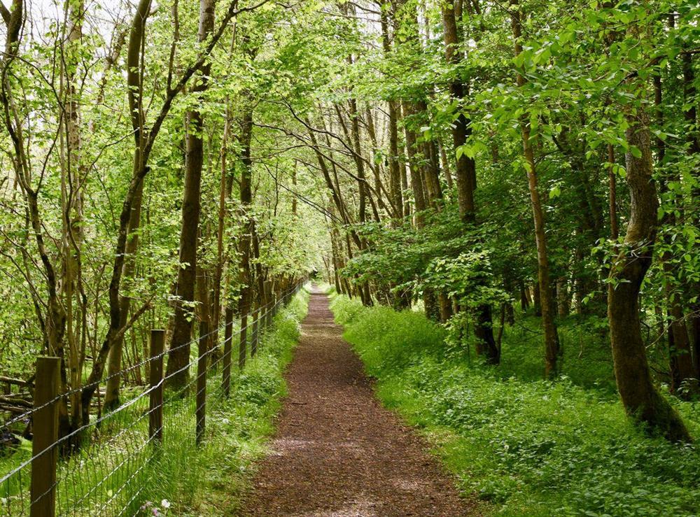Local woodland walks at Am Tighndhuin in Killin, Perthshire