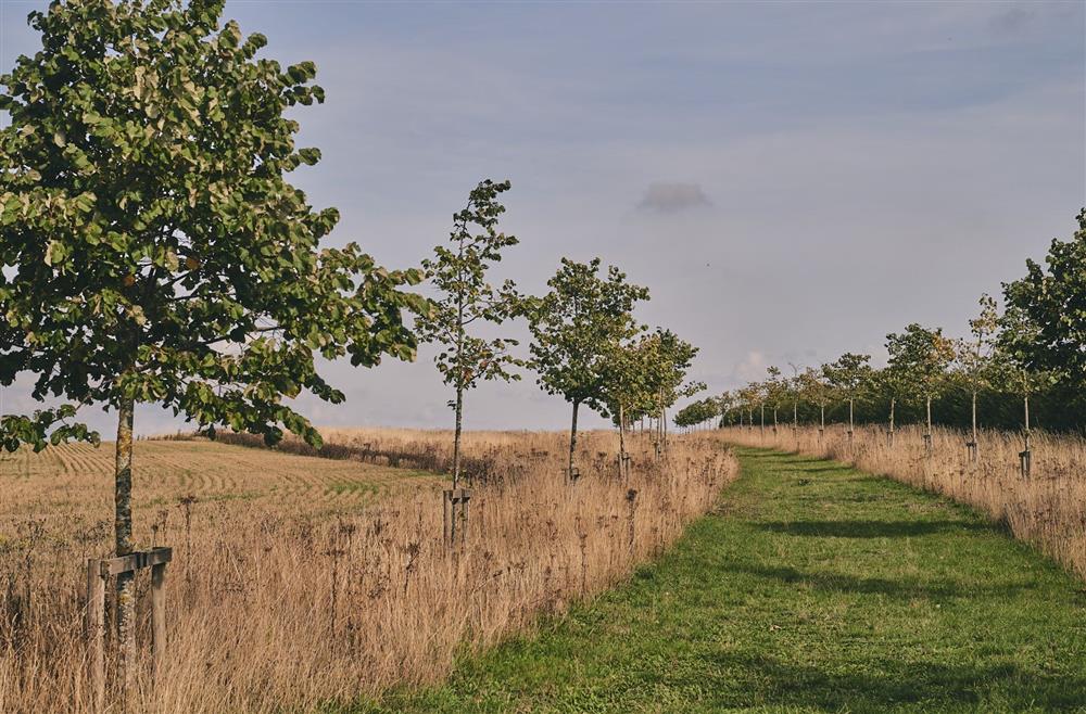 The countryside