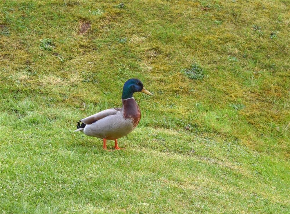 Outdoor area at Ammonite Cottage in Whitby, North Yorkshire