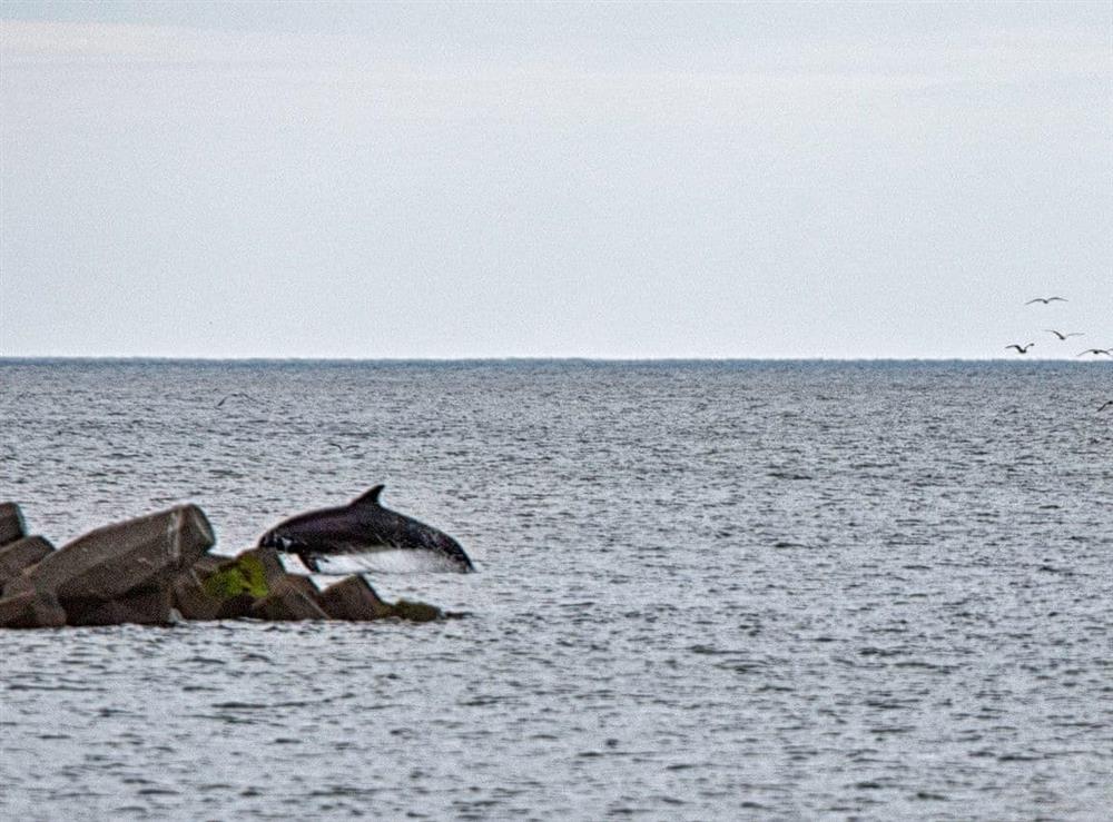 Visiting dolphins at Anchors Point in Newbiggin-by-the-Sea, Northumberland