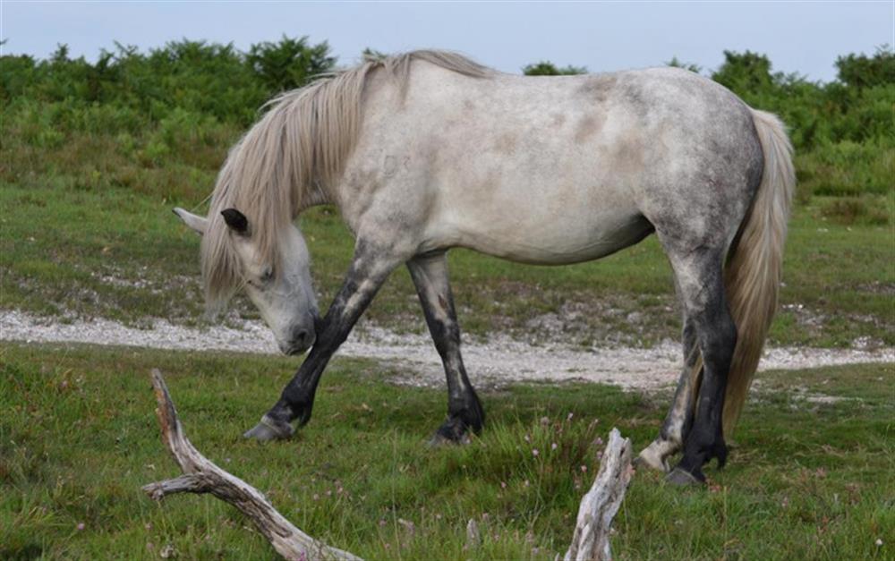White New Forest Pony