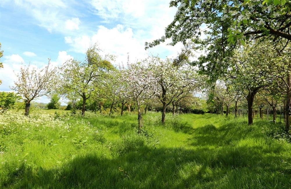 The area around Apple Blossom Hut