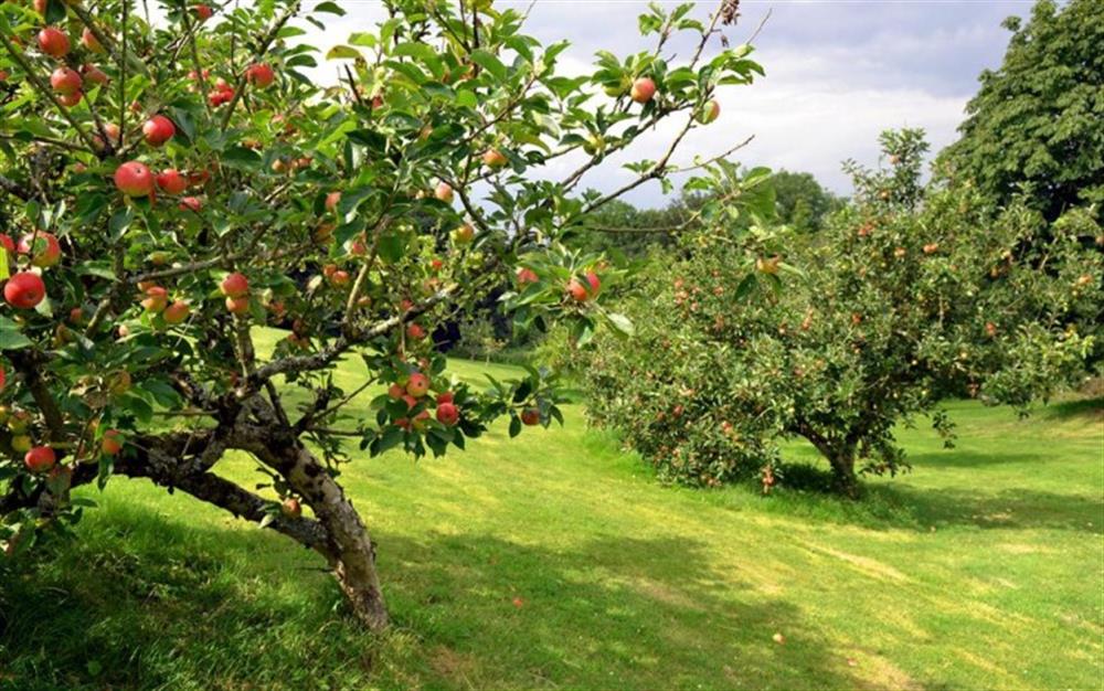 Another view of the orchard. at Apple Cottage in Slapton