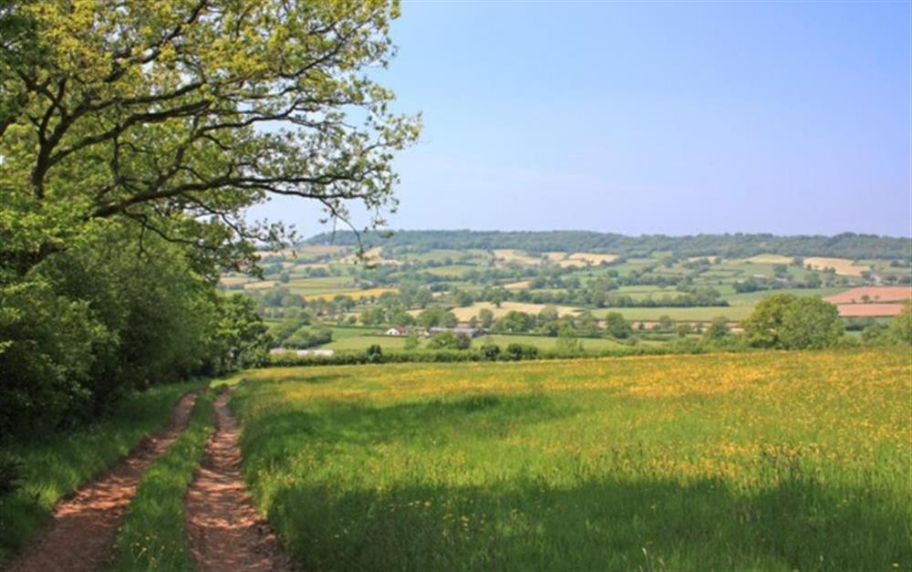 A view from one of the farm walks just minutes from the cottage at Apple Tree Cottage, Awliscombe in Honiton