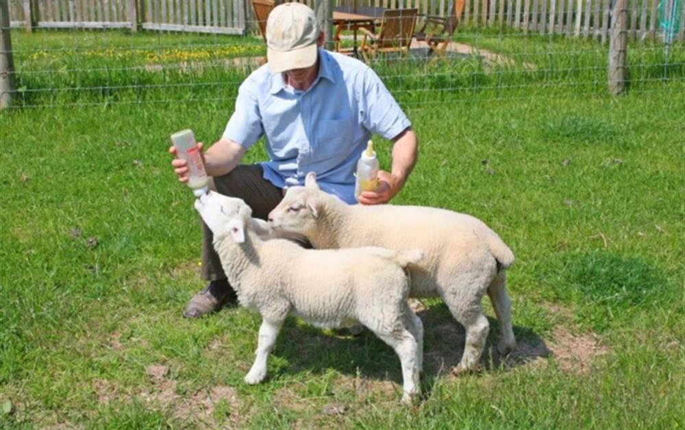 Help the farmer at feeding time for the Spring lambs at Apple Tree Cottage, Awliscombe in Honiton