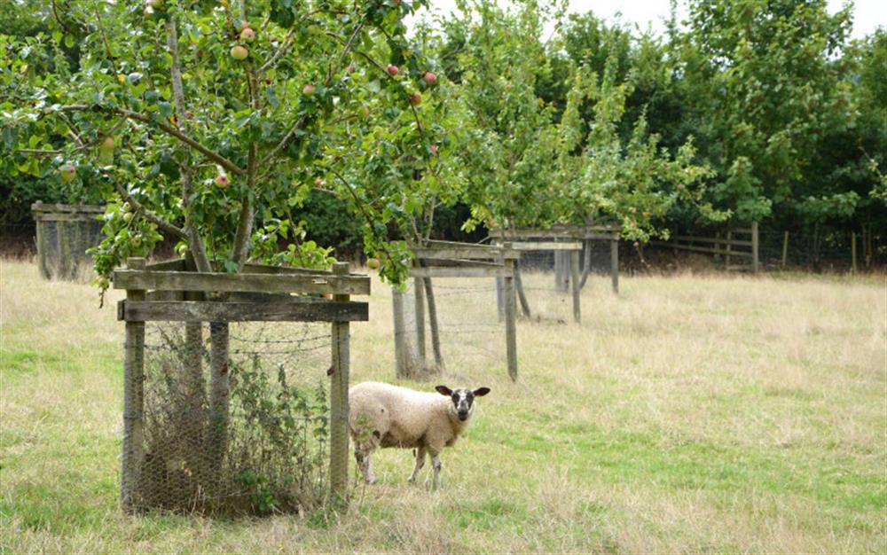 The apple orchard at Apple Tree Cottage, Awliscombe in Honiton