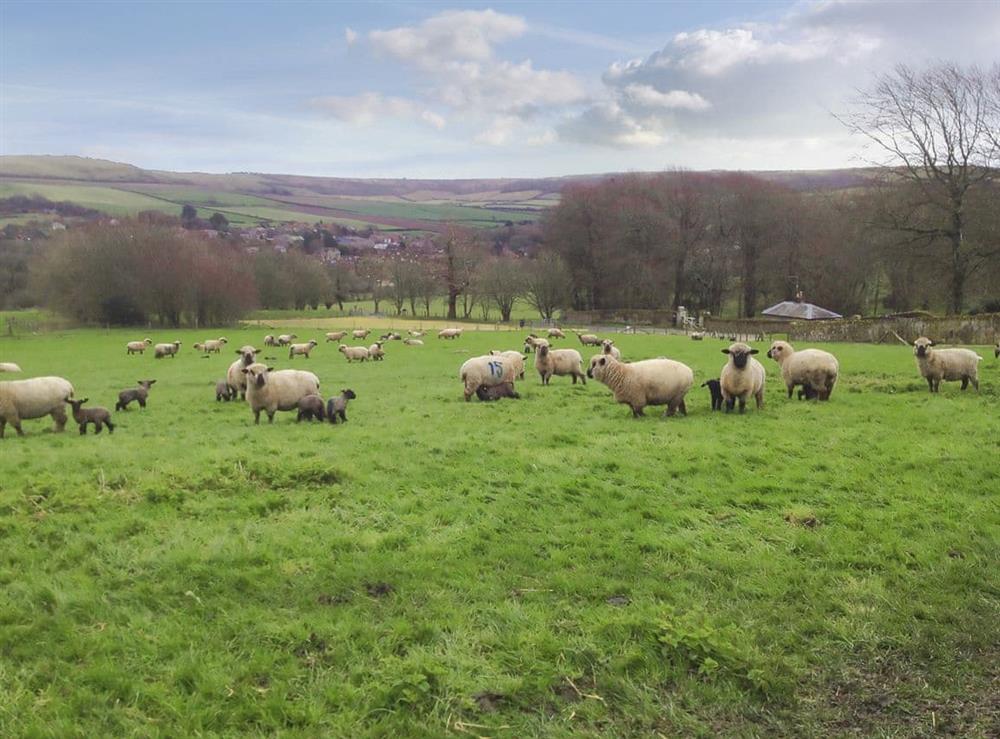 Sheep and lambs grazing in a nearby field