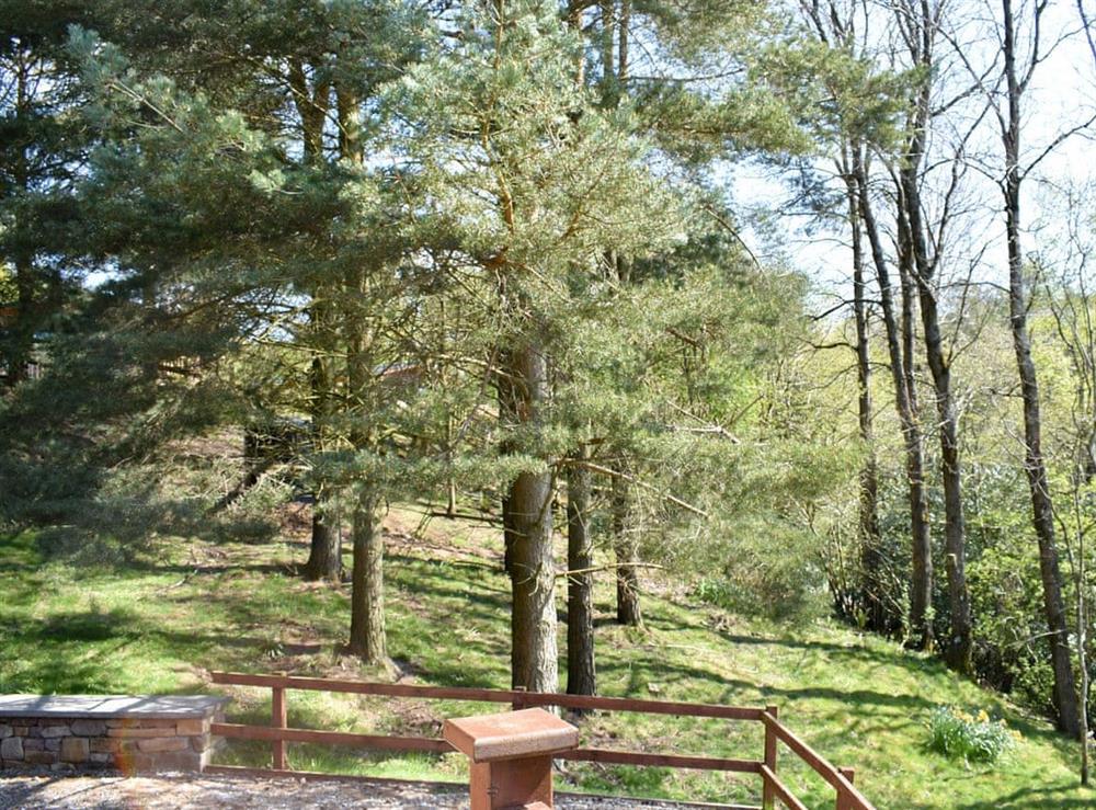 Beautiful woodland location at The Pines, 