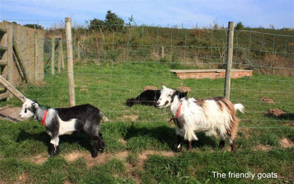 Children will love the farm animals at Bantam Cottage in Ottery St Mary
