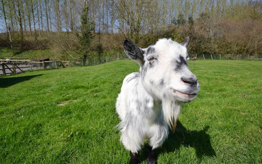Meet the friendly goats, at Bantam Cottage in Ottery St Mary