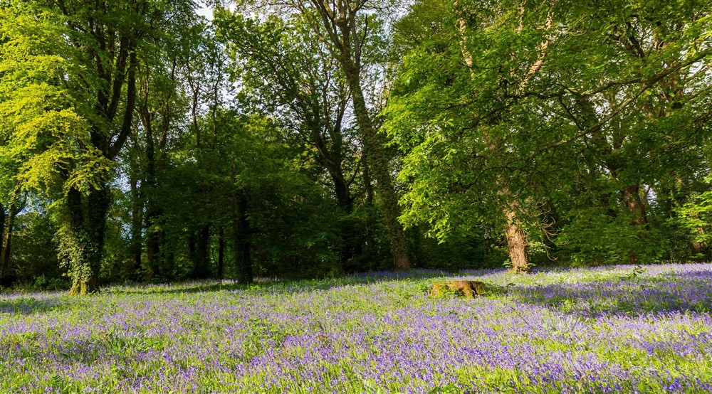 A carpet of bluebells in a green leafy woodland at Bar Lodge in Helston, Cornwall