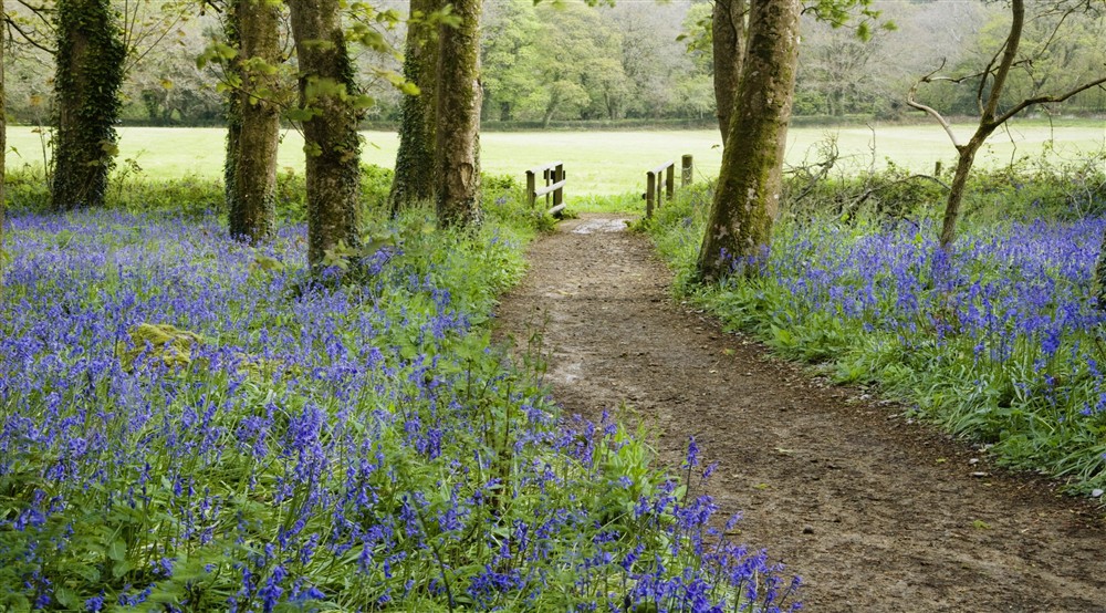 A walk through the bluebell woods in April on the Godolphin Estate, Helston, Cornwall, at Bar Lodge in Helston, Cornwall