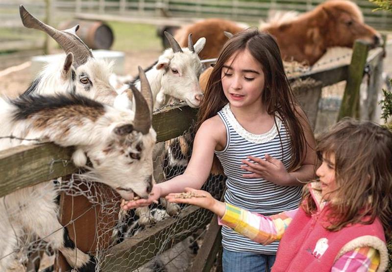 Feeding the animals at Barmston Farm in Yorkshire, North of England