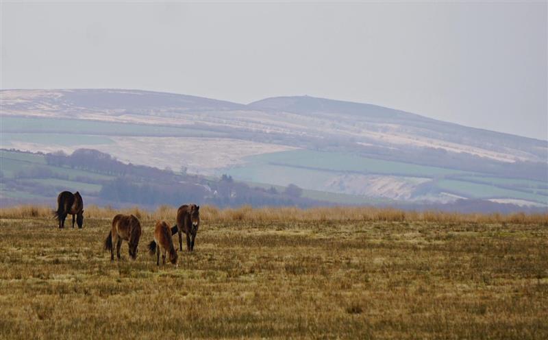 Rural landscape