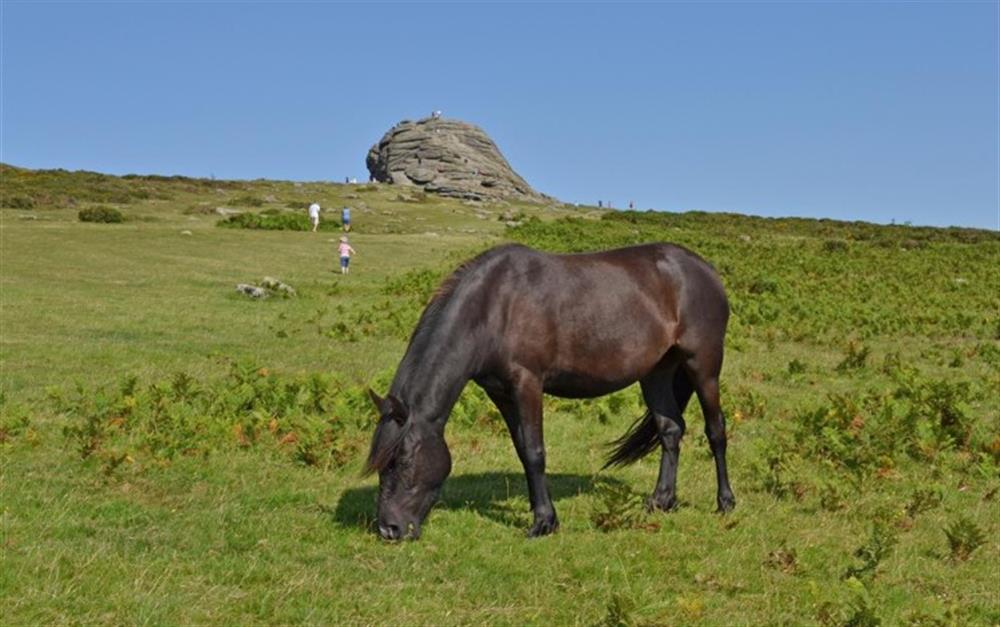 A view of Haytor with a Dartmoor pony. at Beckaford Cottage in Manaton