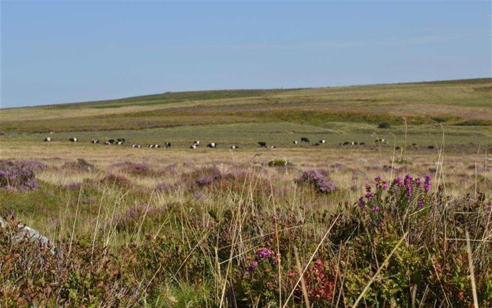 Grazing Dartmoor cattle.