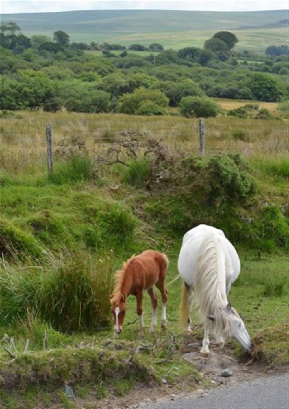 More Dartmoor ponies.