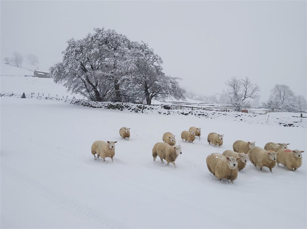 Wintery scenes at Christmas at Beckside at Ribba Hall Farm, Nr Leyburn, North Yorkshire