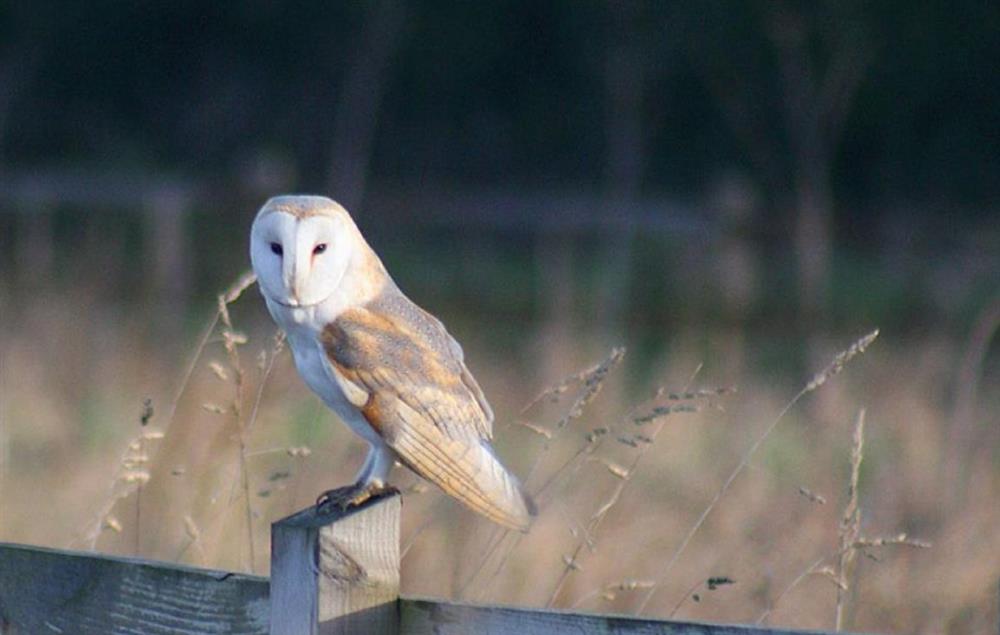 The local barn owl at Beech End, Plumstead