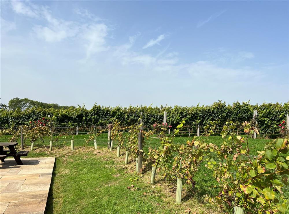 The vineyard at Langham Wine Estate  at Beehive, Dorchester