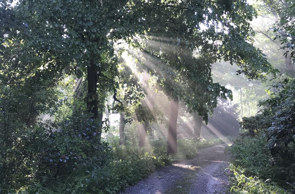 Discover the 3,000 acres of woodland, moors and wildflower meadows from your doorstep